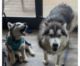 Illustration de l'article : Quand Kex et Crash, 2 Huskys de Sibérie, montrent leur joie au moment de partir en promenade (vidéo)