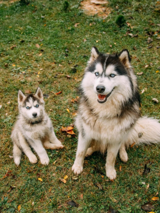 Illustration de l'article : Quand Kex et Crash, 2 Huskys de Sibérie, montrent leur joie au moment de partir en promenade (vidéo)