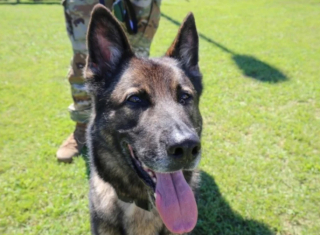 Illustration de l'article : Quand Eris, Berger Allemand de l’armée, commence une nouvelle vie après sa retraite