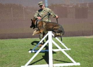 Illustration de l'article : Quand Eris, Berger Allemand de l’armée, commence une nouvelle vie après sa retraite