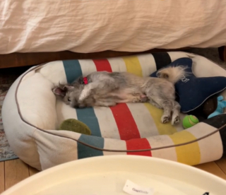 Illustration de l'article : La réaction émouvante d'un chien sourd et aveugle découvrant le confort d'un vrai lit et la chaleur d'un foyer (vidéo)