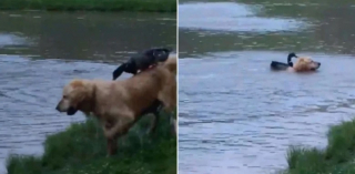 Illustration de l'article : Un canard et un Golden Retriever deviennent des amis passionnés de baignade