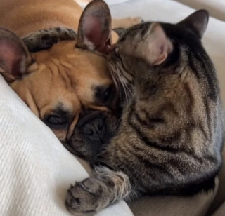 Illustration de l'article : Après l’adoption d’un chiot, une jeune femme espère qu’il s’entendra bien avec le chat de sa colocataire (vidéo)