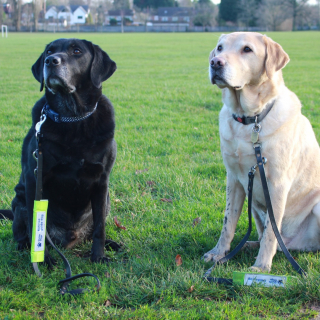 Illustration de l'article : Les touchantes retrouvailles de 2 frères séparés l’un de l’autre depuis qu’ils sont devenus chiens guides d'aveugles (vidéo)
