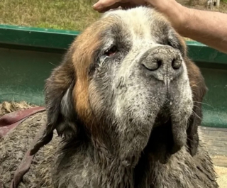 Illustration de l'article : Des amis faisant la fête découvrent un chien piégé dans la boue