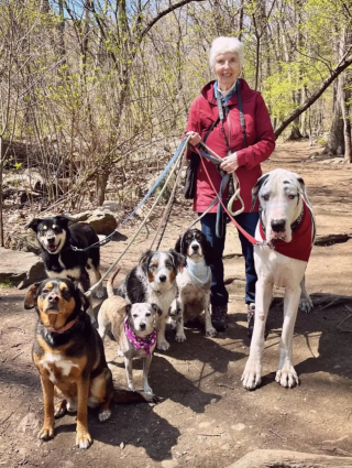 Illustration de l'article : Grâce à sa maîtresse férue de randonnée, ce Dogue Allemand trouve une nouvelle grand-mère sur le chemin (vidéo)