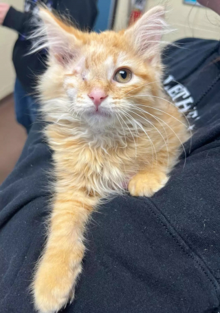 Illustration de l'article : Un chiot blessé et un chaton borgne comprennent qu'ils guériront plus facilement et seront plus heureux ensemble