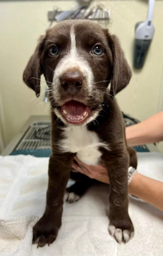 Illustration de l'article : Un chiot blessé et un chaton borgne comprennent qu'ils guériront plus facilement et seront plus heureux ensemble