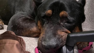 Illustration de l'article : Bear, un chien triste à la vie difficile, a besoin d’une nouvelle famille