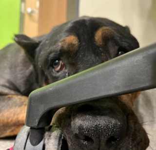 Illustration de l'article : Bear, un chien triste à la vie difficile, a besoin d’une nouvelle famille