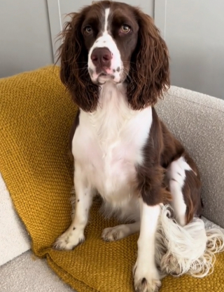 Illustration de l'article : Une femme laisse sa grand-mère emmener son chien chez le toiletteur qui rate la coupe à cause d’un quiproquo