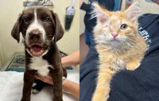 Illustration de l'article : Une excellente nouvelle annoncée à propos du chiot et du chaton devenus amis après leur rencontre en soins intensifs