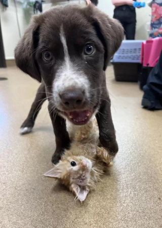 Illustration de l'article : Une excellente nouvelle annoncée à propos du chiot et du chaton devenus amis après leur rencontre en soins intensifs