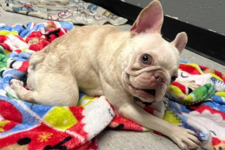 Illustration de l'article : Une chienne abandonnée dans un carton ne laisse ni ce traumatisme ni sa malformation altérer sa volonté de fer et sa joie de vivre