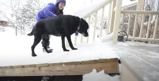 Illustration de l'article : Ce Labrador Retriever sénior obtient une aide inespérée d’un facteur au grand cœur (vidéo)