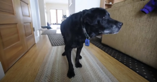 Illustration de l'article : Ce Labrador Retriever sénior obtient une aide inespérée d’un facteur au grand cœur (vidéo)