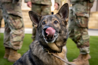 Illustration de l'article : Une ancienne maître-chien et son Berger Allemand sont réunis pour une retraite bien méritée