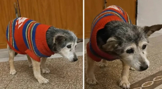 Illustration de l'article : Cette petite chienne abandonnée a fêté ses 112 années humaines