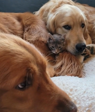 Illustration de l'article : Des Golden Retrievers se disputent gentiment la garde d’un chaton qu'ils aiment de tout leur coeur