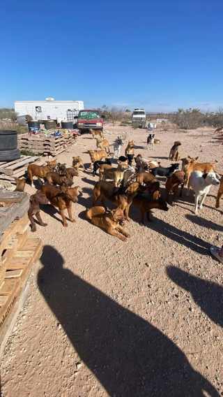 Illustration de l'article : La renaissance inespérée d'une chienne découverte affamée, blessée et infestée d'asticots parmi 120 de ses semblables