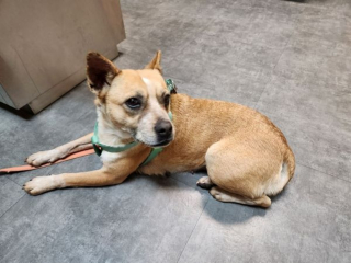 Illustration de l'article : La renaissance inespérée d'une chienne découverte affamée, blessée et infestée d'asticots parmi 120 de ses semblables