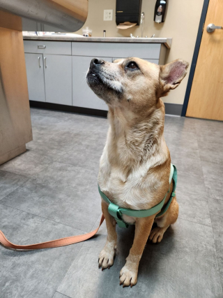 Illustration de l'article : La renaissance inespérée d'une chienne découverte affamée, blessée et infestée d'asticots parmi 120 de ses semblables