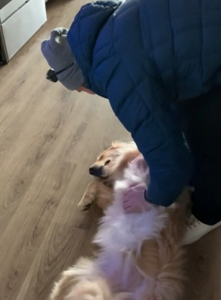 Illustration de l'article : Cette chienne réserve à ses humains de retour à la maison un accueil festif et plein d'émotion (vidéo)