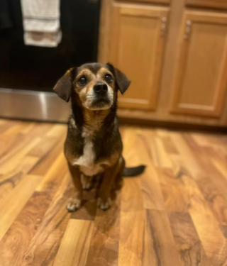 Illustration de l'article : Abandonné au bord d’une route, un petit chien est aidé par un bon samaritain qui passait par là 