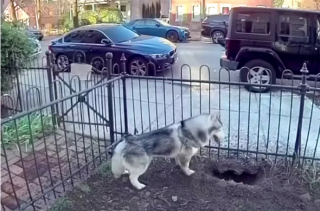 Illustration de l'article : En creusant un trou dans son jardin, Kobe, un Husky Sibérien, sauve tout son quartier