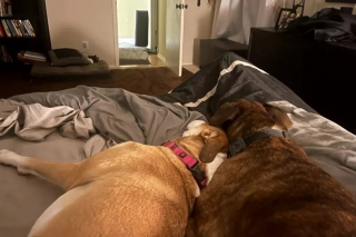 Illustration de l'article : Cette chienne de refuge malade et rejet&eacute;e trouve enfin un nouveau foyer