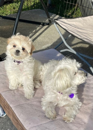 Illustration de l'article : Un vétérinaire doit intervenir en urgence pour sauver un chien d’une overdose accidentelle