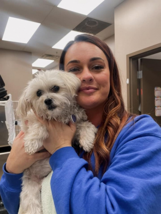 Illustration de l'article : Un vétérinaire doit intervenir en urgence pour sauver un chien d’une overdose accidentelle