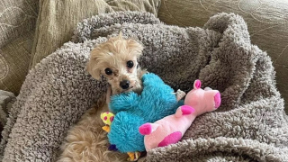 Illustration de l'article : Cette chienne miraculée perd une patte mais s'offre un nouveau départ pour se transformer en "petite princesse" 