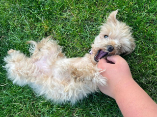 Illustration de l'article : Cette chienne miraculée perd une patte mais s'offre un nouveau départ pour se transformer en "petite princesse" 