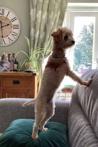 Illustration de l'article : Cette chienne miraculée perd une patte mais s'offre un nouveau départ pour se transformer en "petite princesse" 