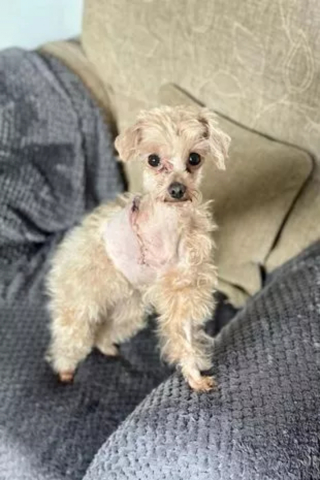 Illustration de l'article : Cette chienne miraculée perd une patte mais s'offre un nouveau départ pour se transformer en "petite princesse" 