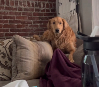 Illustration de l'article : Ce Golden Retriever ayant grandi avec un chat et adopté son mode de vie ne peut plus cacher son côté félin (vidéo)