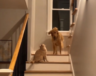 Illustration de l'article : Ce Golden Retriever ayant grandi avec un chat et adopté son mode de vie ne peut plus cacher son côté félin (vidéo)