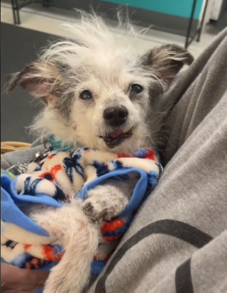 Illustration de l'article : Grâce à des bénévoles, cette petite chienne séniore édentée, retrouvée seule au fond d’un garage, reprend goût à la vie (vidéo)