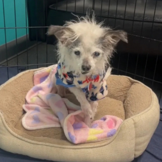 Illustration de l'article : Grâce à des bénévoles, cette petite chienne séniore édentée, retrouvée seule au fond d’un garage, reprend goût à la vie (vidéo)