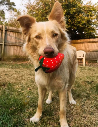 Illustration de l'article : Une gérante de magasin vient en aide à une jeune femme autiste, en quête du jouet préféré de son chien d’assistance