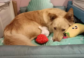 Illustration de l'article : Une gérante de magasin vient en aide à une jeune femme autiste, en quête du jouet préféré de son chien d’assistance