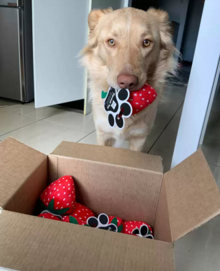 Illustration de l'article : Une gérante de magasin vient en aide à une jeune femme autiste, en quête du jouet préféré de son chien d’assistance