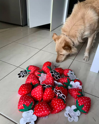 Illustration de l'article : Une gérante de magasin vient en aide à une jeune femme autiste, en quête du jouet préféré de son chien d’assistance