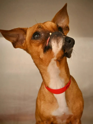 Illustration de l'article : Ce chien au museau déformé et à l’histoire inspirante mène une vie heureuse