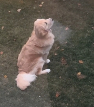 Illustration de l'article : L&rsquo;&eacute;mouvante r&eacute;action d&rsquo;un Golden Retriever qui d&eacute;couvre les flocons de neige pour la premi&egrave;re fois de sa vie (vid&eacute;o)