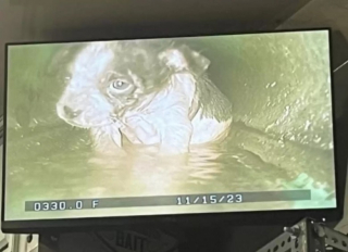 Illustration de l'article : Plusieurs services se mobilisent pour sauver un chiot piégé dans les égouts