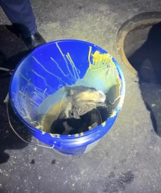 Illustration de l'article : Plusieurs services se mobilisent pour sauver un chiot piégé dans les égouts