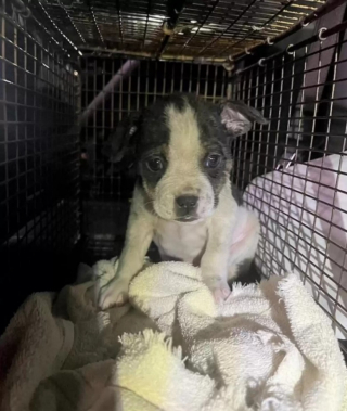 Illustration de l'article : Plusieurs services se mobilisent pour sauver un chiot piégé dans les égouts