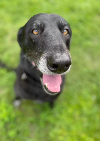 Illustration de l'article : Une chienne timide attend 10 ans dans un foyer avant de faire une rencontre spéciale